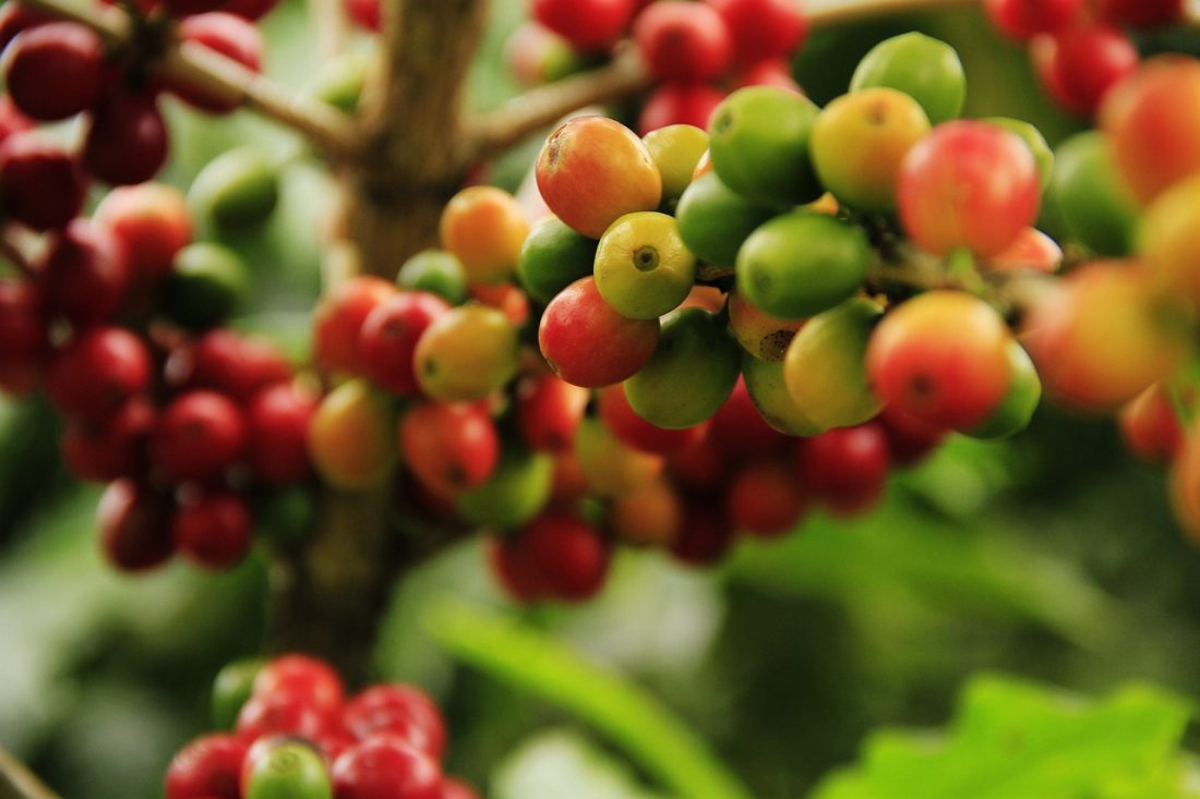 coffee grains, mature, farming-1474601.jpg
